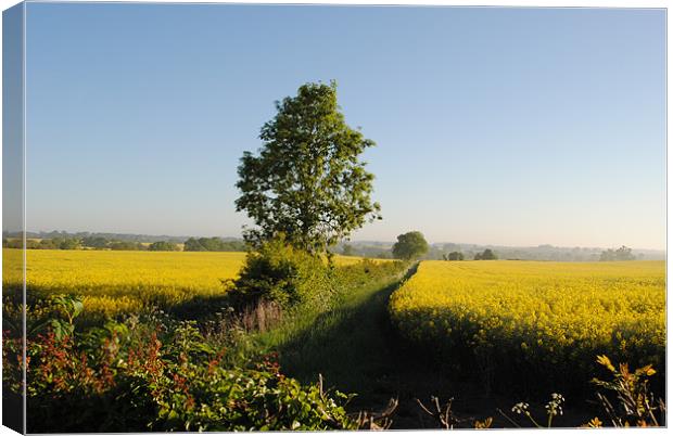 Rape Fields Canvas Print by graham young