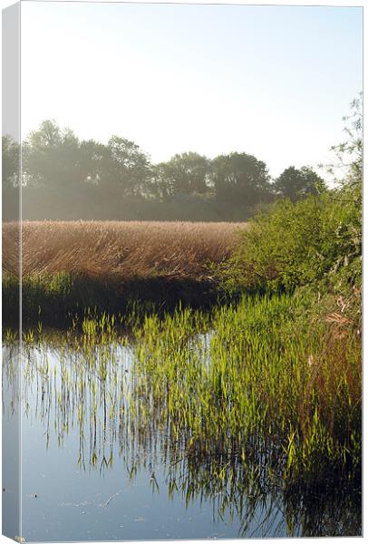 Reedbeds on Marsworth Reservoir Canvas Print by graham young