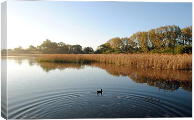 Marsworth Reservoir Canvas Print by graham young