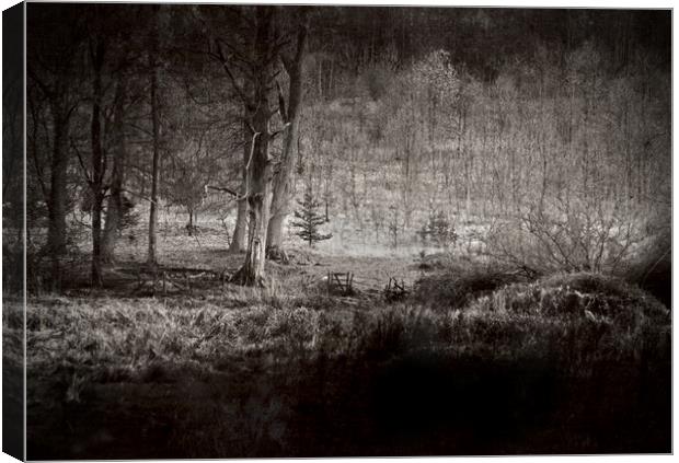 The Dark Forest Canvas Print by graham young