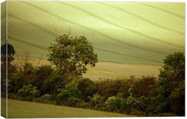a hedgerow in summer Canvas Print by graham young