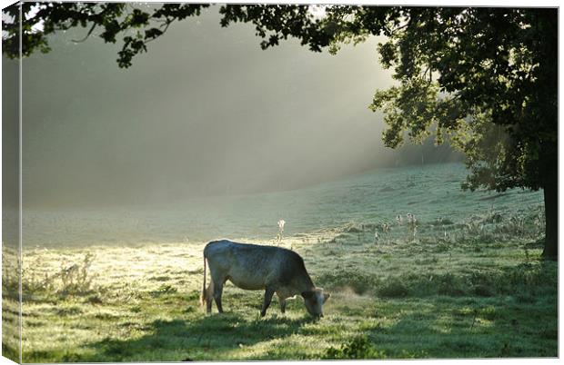 In a Misty Dawn 1 Canvas Print by graham young