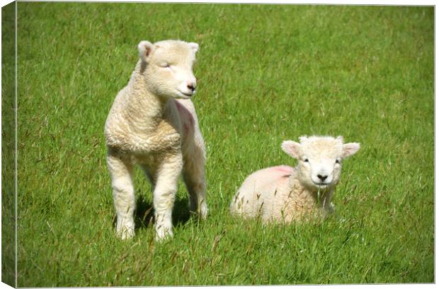 Exmoor Lambs Canvas Print by graham young