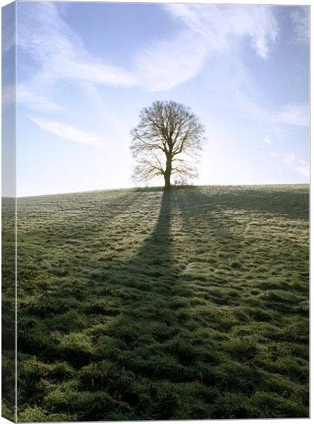Lone Tree Canvas Print by graham young