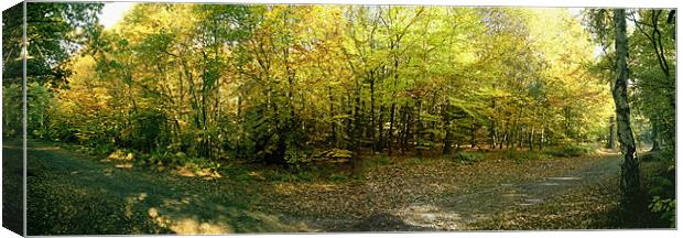 Early Autumn in Whippendell Wood Canvas Print by graham young