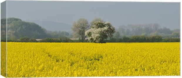 Field of Rape, panoramic Canvas Print by graham young