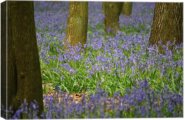 Bluebells Canvas Print by graham young
