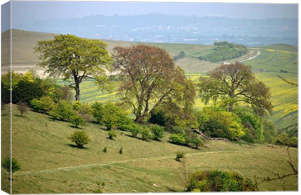 Springtime at Ivinghoe Beacon Canvas Print by graham young