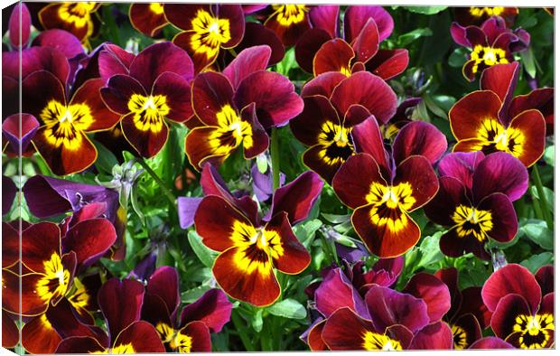 Violas Canvas Print by graham young