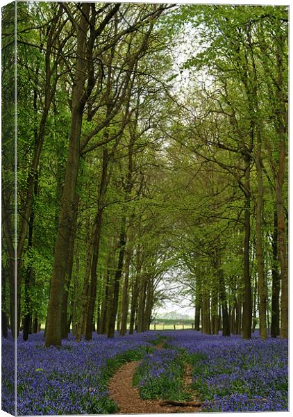 Bluebells and Beech Trees Canvas Print by graham young