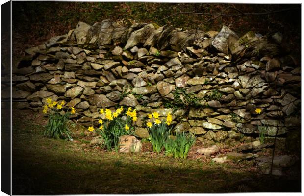 A Patch of Spring Sunshine Canvas Print by graham young