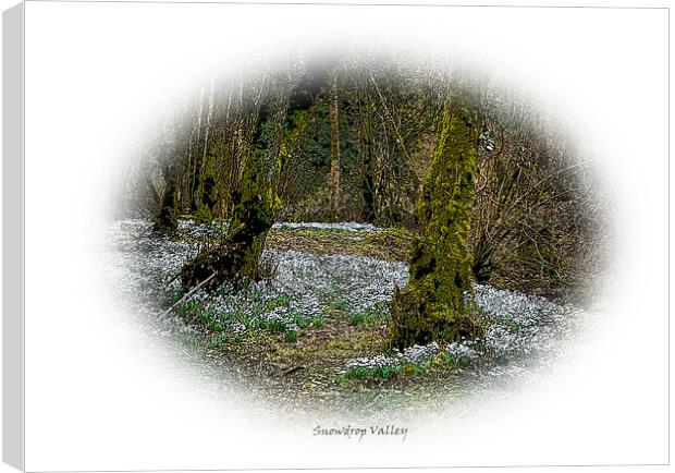Enchanting forest of snowdrops Canvas Print by graham young