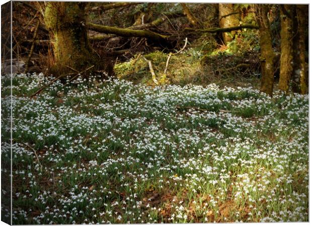 Enchanted Snowdrop Grove Canvas Print by graham young
