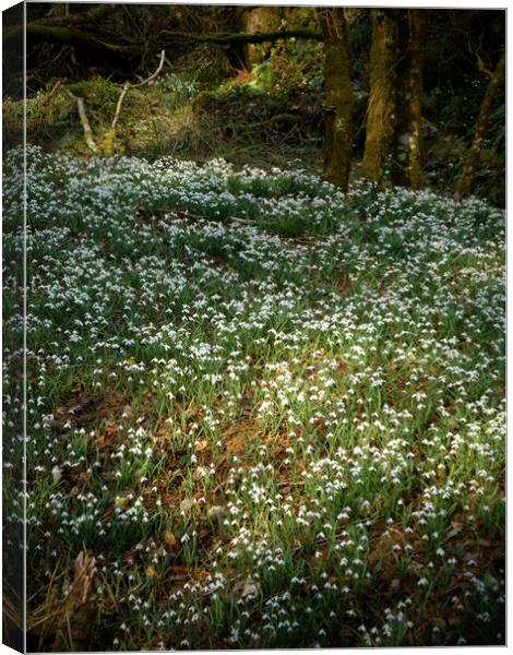 snowdrops in a sunlit woodland glade  Canvas Print by graham young