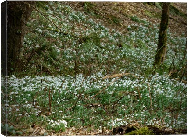 Enchanted Forest Snowdrops Canvas Print by graham young