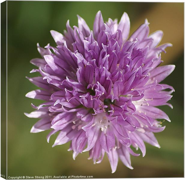 Chive Flower Canvas Print by Steve Strong