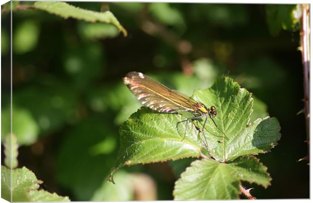 Common Blue Damselfly (Female) Canvas Print by Steve Strong