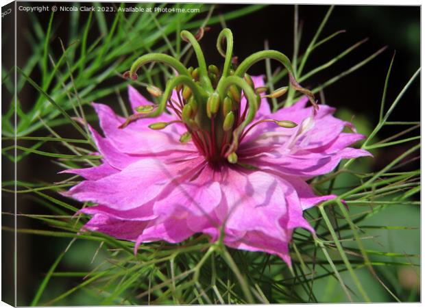 Pink Nigella  Canvas Print by Nicola Clark