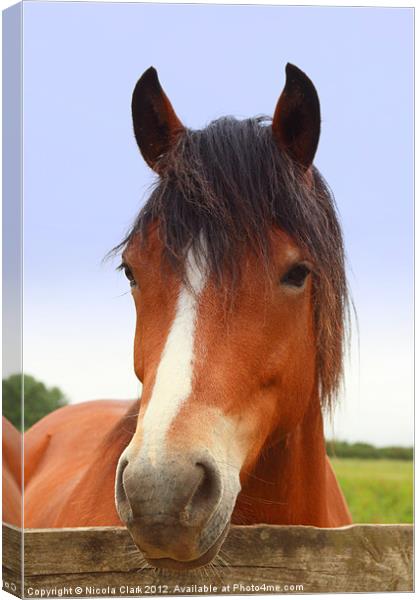 Horse Portrait Canvas Print by Nicola Clark