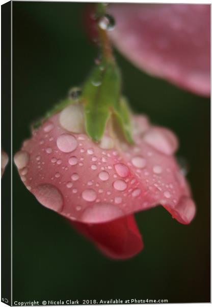 Sweet Pea Canvas Print by Nicola Clark