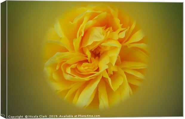 Yellow Rose Canvas Print by Nicola Clark