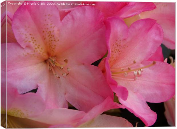 Pink Rhododendron Canvas Print by Nicola Clark