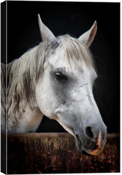 White Horse Canvas Print by Nicola Clark