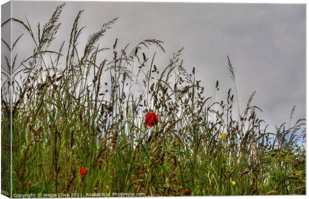 Majestic Poppies in the Wild Canvas Print by Nicola Clark