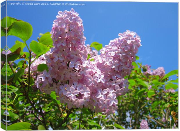 Pastel Spring Dream Canvas Print by Nicola Clark