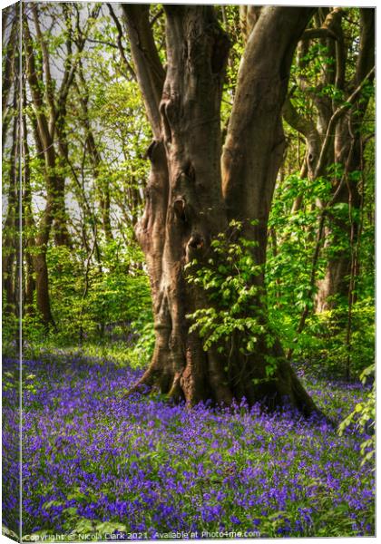 Enchanted Bluebell Haven Canvas Print by Nicola Clark