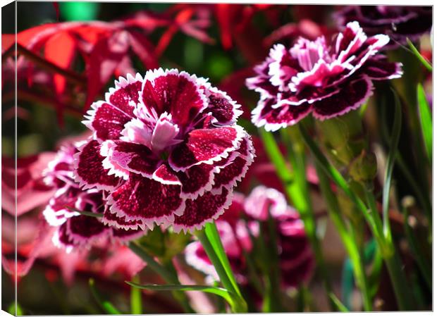 Dianthus In Bloom Canvas Print by Ian Coleman