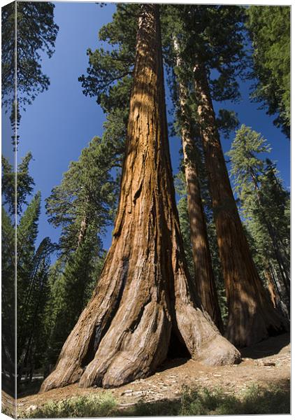 Giant Sequoia Canvas Print by Michael Treloar