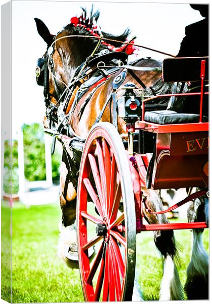 Horse & Carriage Canvas Print by tony golding
