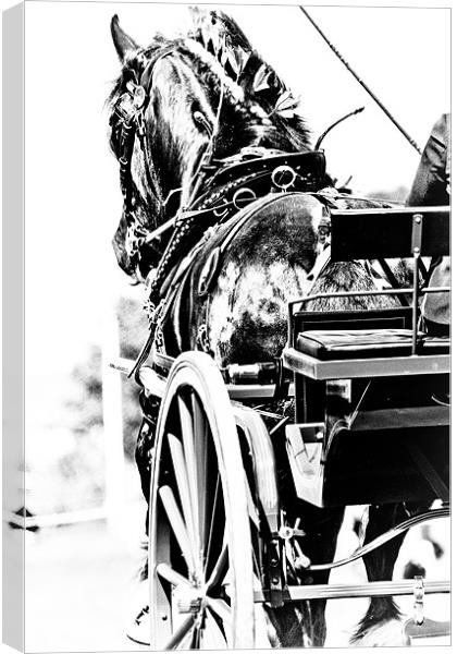 Black & White Horse & Carriage Canvas Print by tony golding