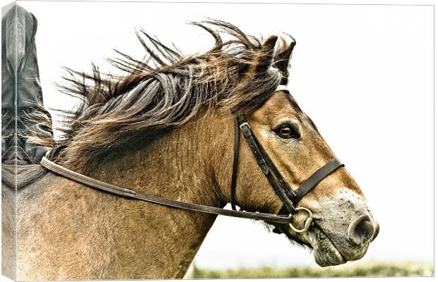 Exmoor Pony 2 Canvas Print by tony golding