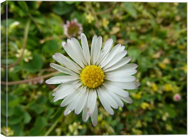 Daisy Canvas Print by William Coulthard
