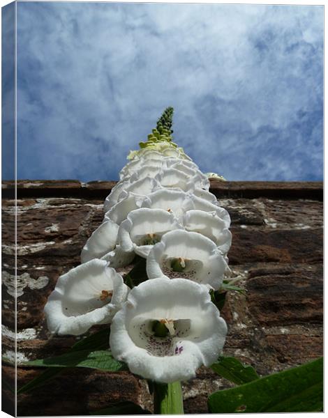 Foxglove Heading for the Sky Canvas Print by William Coulthard
