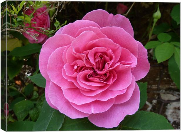 Gertrude Jekyll Rose Canvas Print by William Coulthard