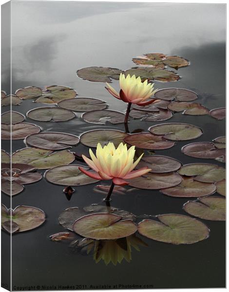 Yellow Water Lily Canvas Print by Nicola Hawkes