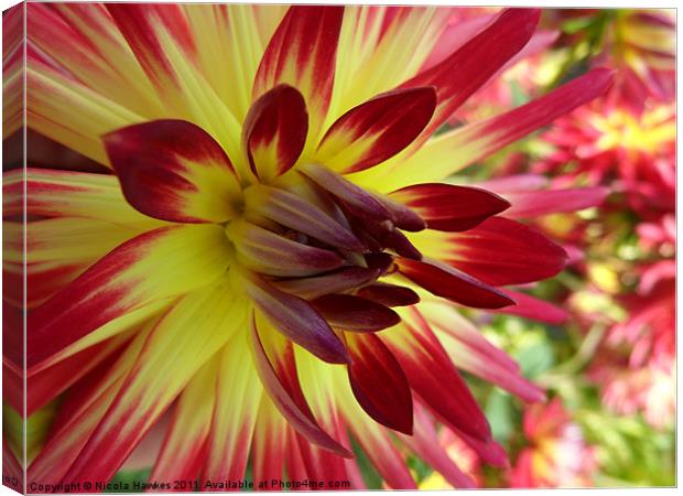 Red and Yellow Dahlia Canvas Print by Nicola Hawkes