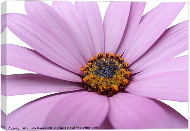 African Daisy Canvas Print by Nicola Hawkes
