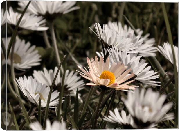 Daisy Daisy... Canvas Print by Nicola Hawkes