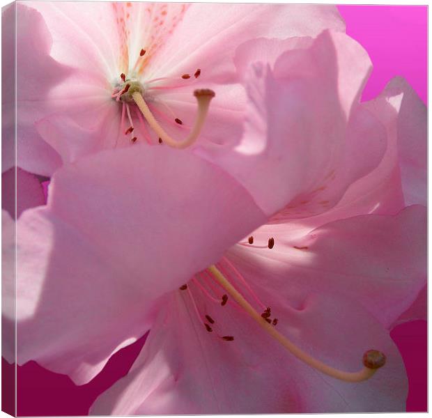 Pink Rhododendron Canvas Print by Nicola Hawkes