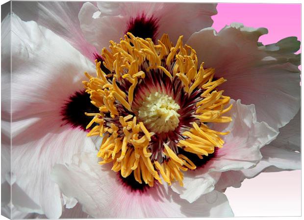 Pink Peony (peonia) Canvas Print by Nicola Hawkes