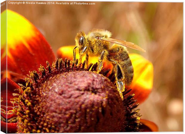  Honey Bee @ Work On Orange Coneflower Canvas Print by Nicola Hawkes