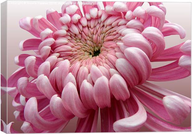  Pink Chrysanthemum  Canvas Print by Nicola Hawkes