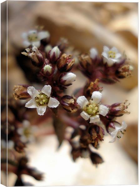 Wisley Flowers Canvas Print by Nicola Hawkes