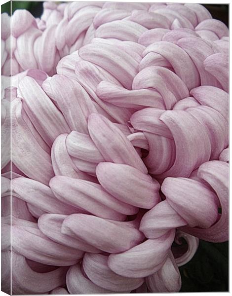 Pink Chrysanthemum Canvas Print by Nicola Hawkes