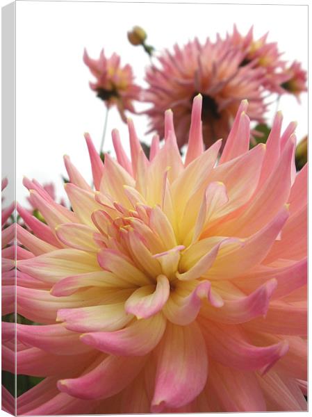 Pink and Yellow Dahlia Canvas Print by Nicola Hawkes