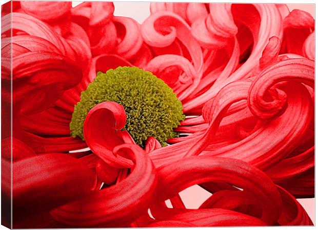 Curly Chrysanthemum In Red Canvas Print by Nicola Hawkes